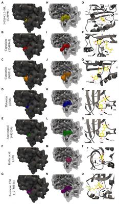 Exploring Phenolic Compounds as Quorum Sensing Inhibitors in Foodborne Bacteria